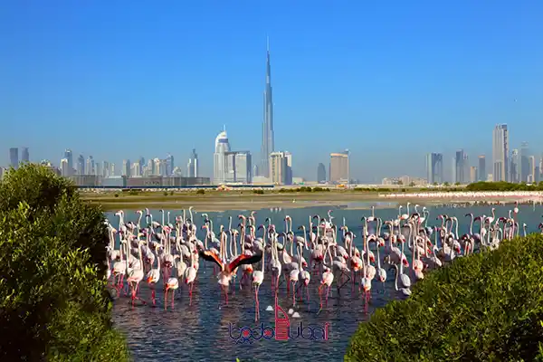 Watch flamingos 