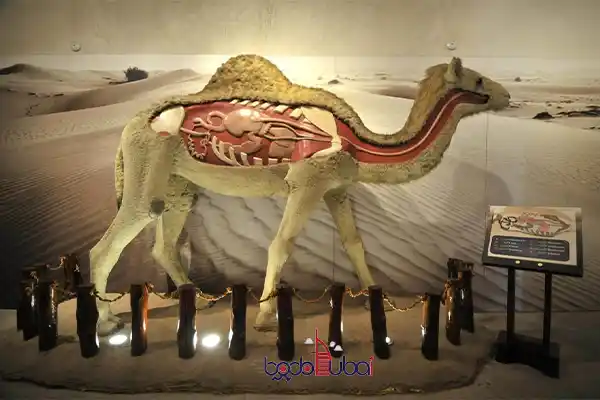 camel Museum