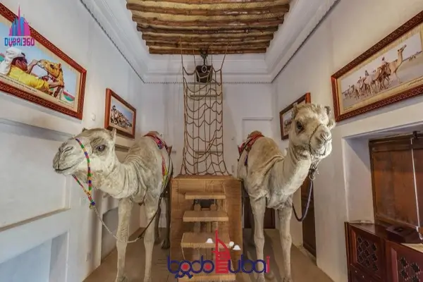 موزه شتر (Camel Museum)